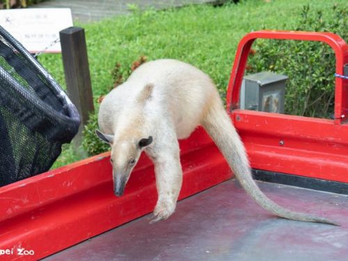 小食蟻獸「黑妞」平安回家！臺北市立動物園暖心尋回，初步檢查健康穩定